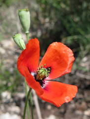 Papaver laevigatum