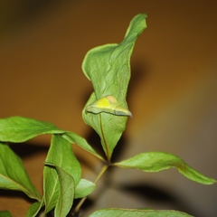 Colotis evanthe evanthe