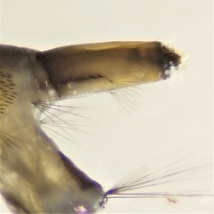 Aedes epactius