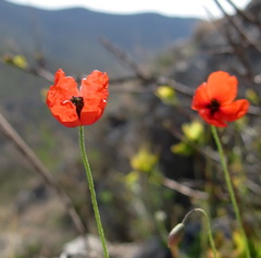 Papaver laevigatum