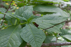 Scopolia caucasica