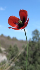 Papaver laevigatum