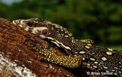 Varanus nuchalis