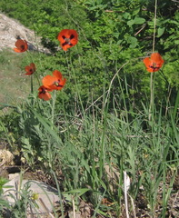 Papaver laevigatum