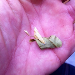 Colotis evanthe evanthe