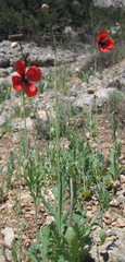 Papaver laevigatum