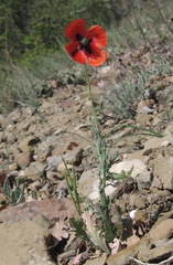 Papaver laevigatum