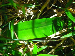 Platanthera sachalinensis