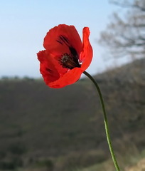Papaver laevigatum