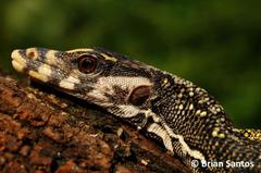 Varanus nuchalis
