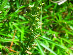 Platanthera sachalinensis
