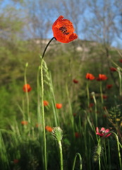 Papaver laevigatum