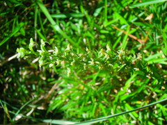 Platanthera sachalinensis