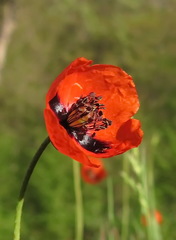 Papaver laevigatum