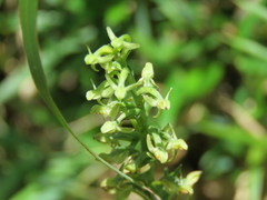 Platanthera sachalinensis