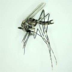 Aedes epactius