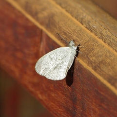 Colotis evanthe evanthe