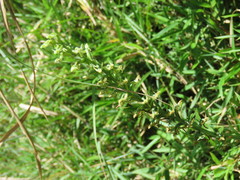 Platanthera sachalinensis