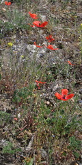 Papaver laevigatum