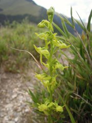 Platanthera sachalinensis