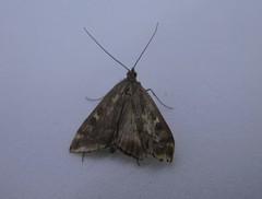 Loxostege sticticalis