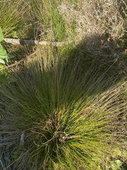 Juncus capensis