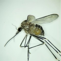 Aedes epactius