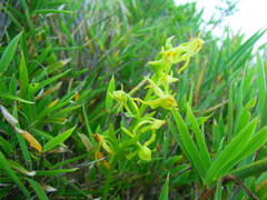 Platanthera mandarinorum pachyglossa