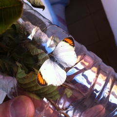 Colotis evanthe evanthe