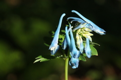 Corydalis elata