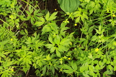 Ranunculus hispidus caricetorum