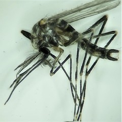 Aedes epactius