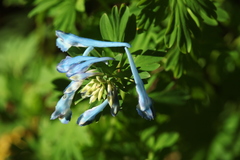Corydalis elata
