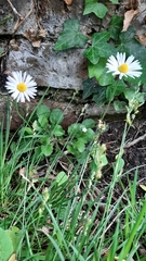 Bellis perennis