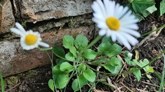 Bellis perennis