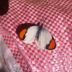 Colotis evanthe evanthe