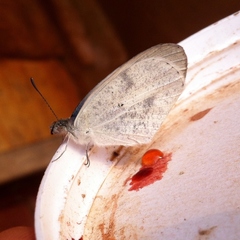 Colotis evanthe evanthe