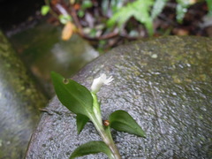 Cheirostylis octodactyla