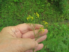 Rorippa sinuata