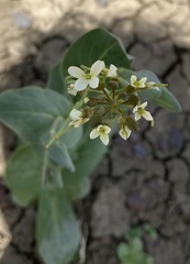 Conringia orientalis