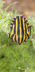 Graphosoma lineatum siciliensis