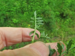 Rorippa sinuata