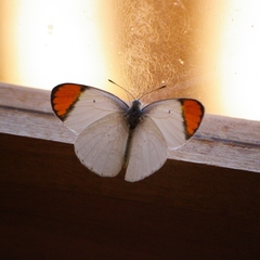 Colotis evanthe evanthe