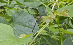 Stenogomphurus rogersi