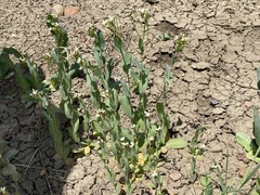 Conringia orientalis