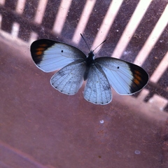 Colotis evanthe evanthe