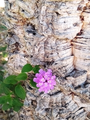Lantana montevidensis