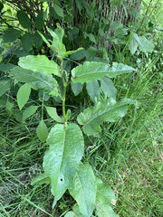 Rumex obtusifolius obtusifolius