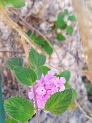 Lantana montevidensis