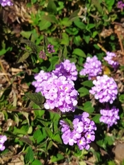 Lantana montevidensis